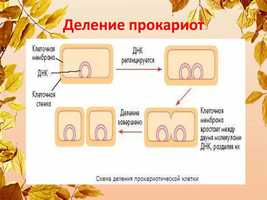 Размножение клетки жизненный цикл. Деление клеток прокариот. Размножение прокариотической клетки. Деление клеток прокариот схема. Деление клеток эукариот схема.