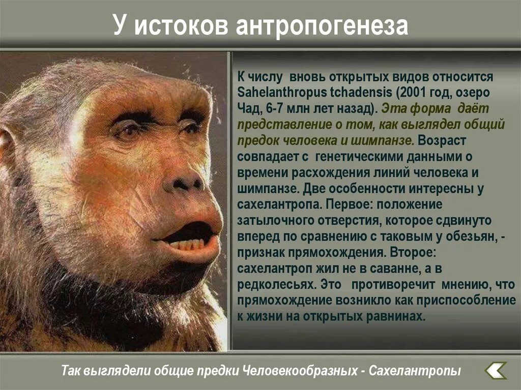 К предкам человека не относится. Антропогенез. Антропогенез человека. Происхождение человека Антропогенез. Как выглядели предки обезьян.