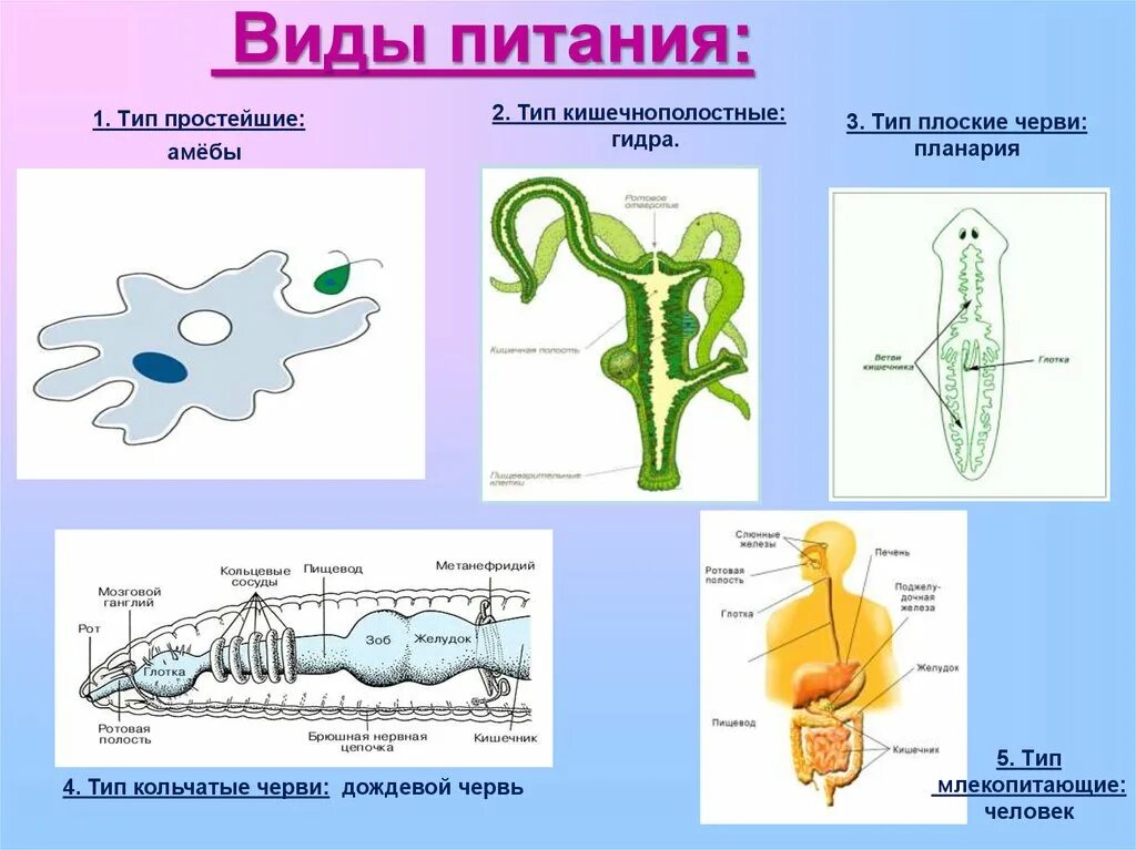 Простейшие кишечнополостные черви. Строение пищеварительной системы кишечнополостных таблица. Тип питания плоских червей. Строение пищеварительной системы кишечнополостных. Пищеварительная система кишечнополостных схема.