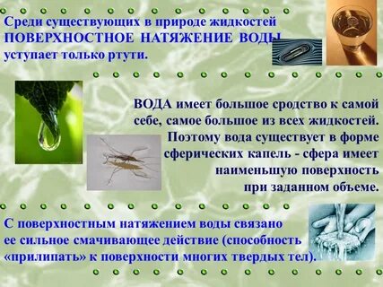 Поверхностное натяжение в природе