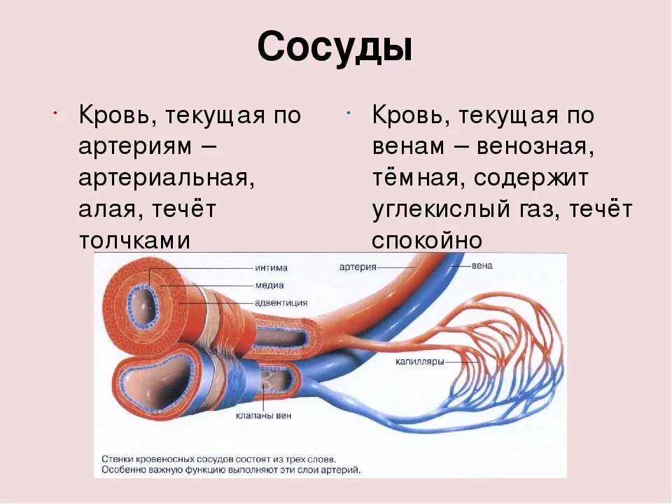 Какой сосуд называется. Кровеносные сосуды человека схема артерии вены. Кровеносные сосуды венозной крови. Сосуды по которым течет артериальная кровь. Артериальная кровь течет по сосудам.