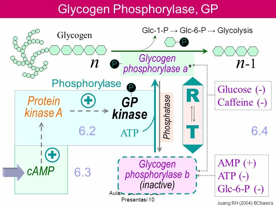 Кислород гликоген. Activation of glycogen phosphorylase. α2-субъединицы киназы фосфорилазы. киназы и лиазы. каскадный механизм активации гликогенфосфорилазы.