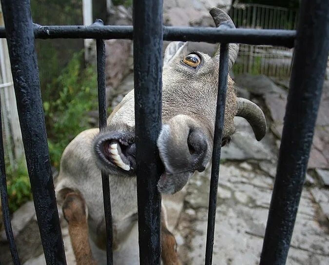 глазго зоопарки. звери в зоопарке. увиденный в зоопарке. интересное для детей. новосибирский зоопарк novosibirsk zoo.