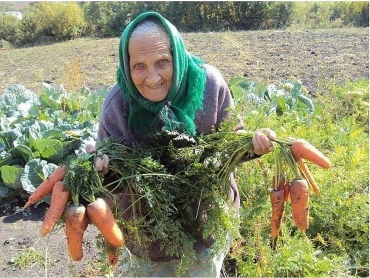 Бабки в огороде. Бабушка в огороде. Старушка на грядках. Бабка на грядке. Бабушка с урожаем