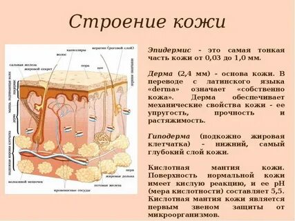 Что называют кожей