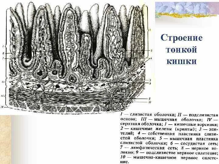 Общая длина тонкого кишечника. Внутреннее строение тонкой кишки. Схема тонкой кишки анатомия. Тонкая кишка анатомия строение. Строение тенкойтонкой кишки.