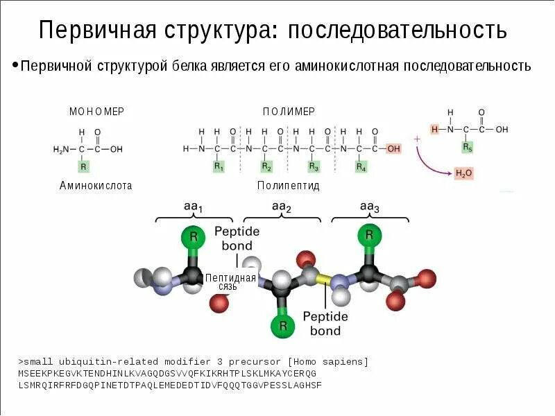 Состоит из мономеров связанных пептидной связью