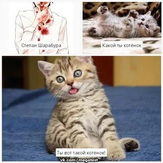 Песня ты такой котенок