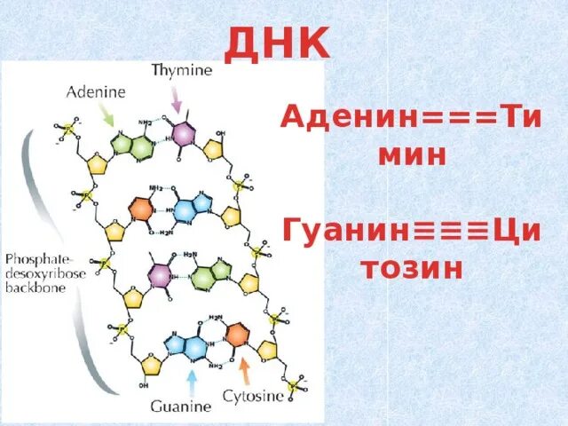 ДНК аденин гуанин цитозин Тимин. ДНК гуанин Тимин цитозин аденин урацил. ДНК РНК аденин Тимин гуанин цитозин. Аденин гуанин цитозин Тимин а у РНК.