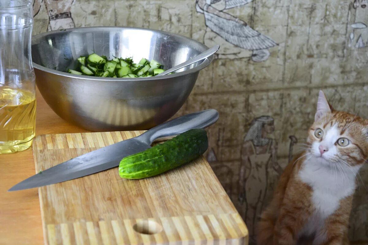 Съем огурец. Кот и огурец. смешные котики с огурцами. кот ворует огурцы. кошка ест огурец.