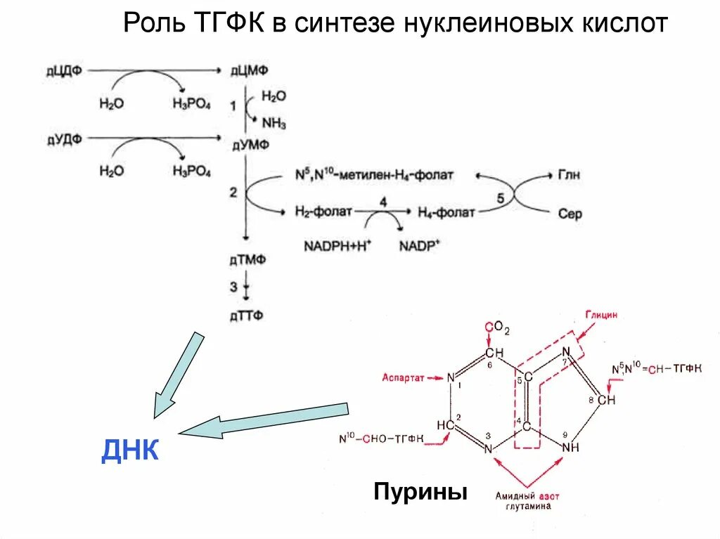 Витамин в12 в синтезе нуклеиновых кислот. Фолиевая кислота в синтезе нуклеиновых кислот. Синтез пуриновых нуклеотидов фолиевая кислота. Синтез фолиевой кислоты схема.