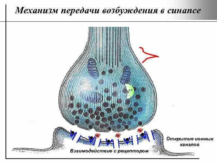 Последовательность этапов нервного импульса