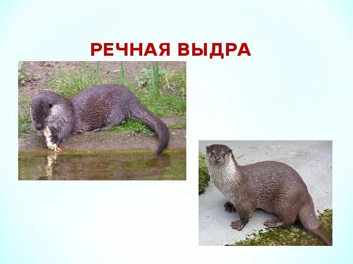 Красная книга Алтайского края - презентация онлайн
