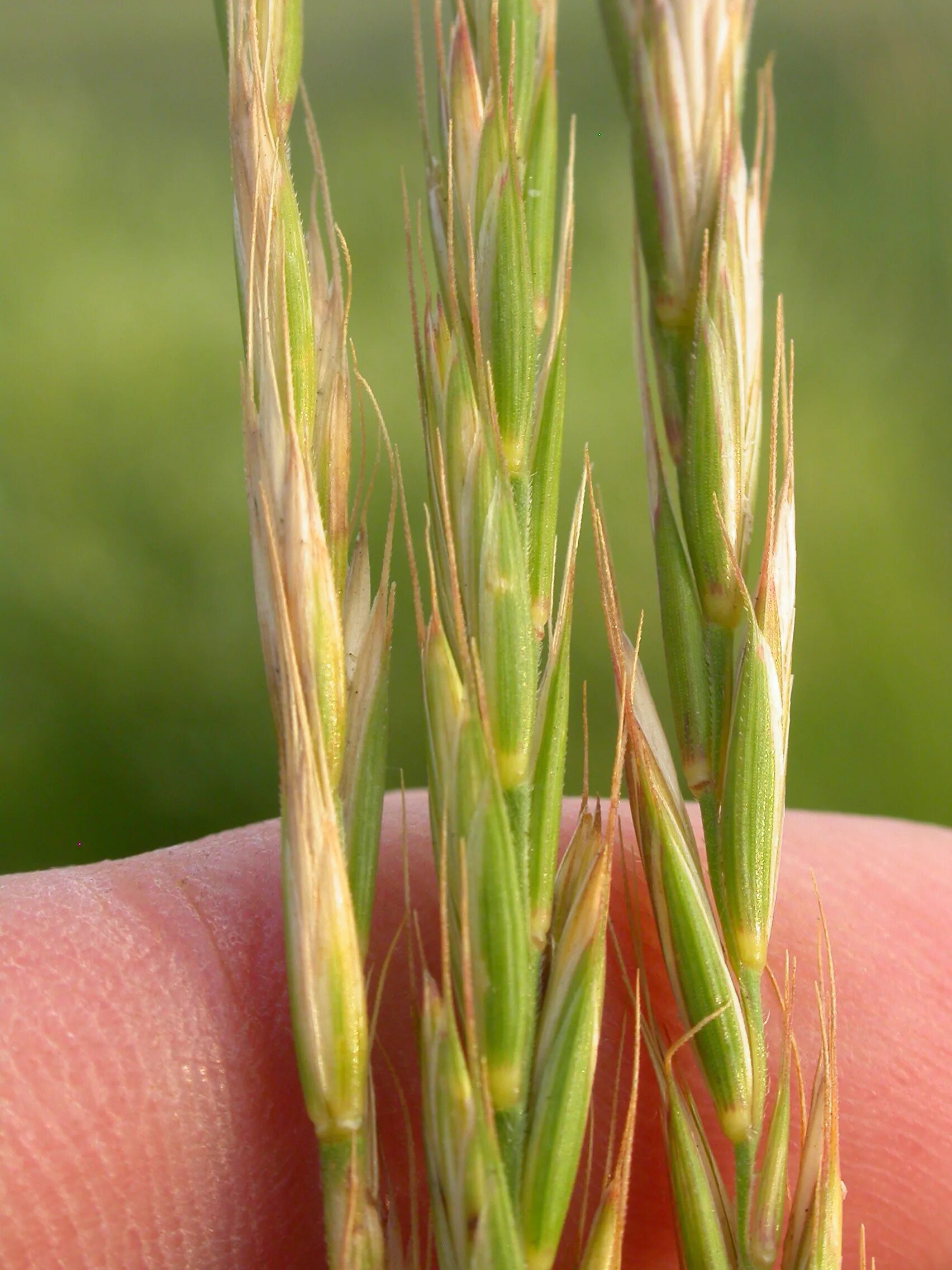 Как выглядит пырей. Пырей ползучий Agropyron repens. Пырей Колос. Пырей злаковое растение. Пырей ползучий (Elymus repens).