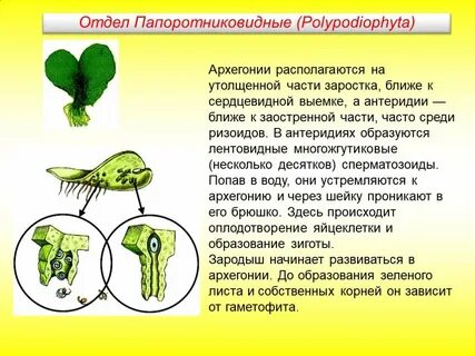 Антеридии и архегонии у мхов