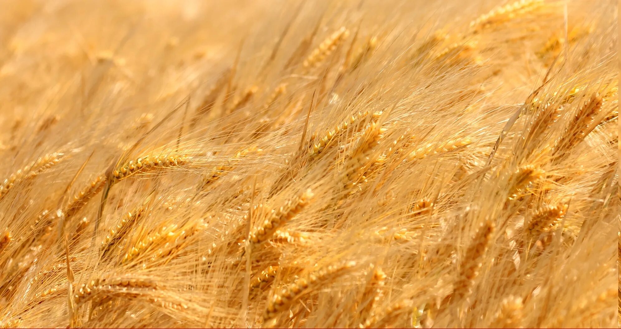 Золотое поле пшеницы. Пшеница колос колос. Колосья пшеницы. Зерновки хлебных злаков. Озимая пшеница гром.