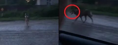 Где сейчас волки