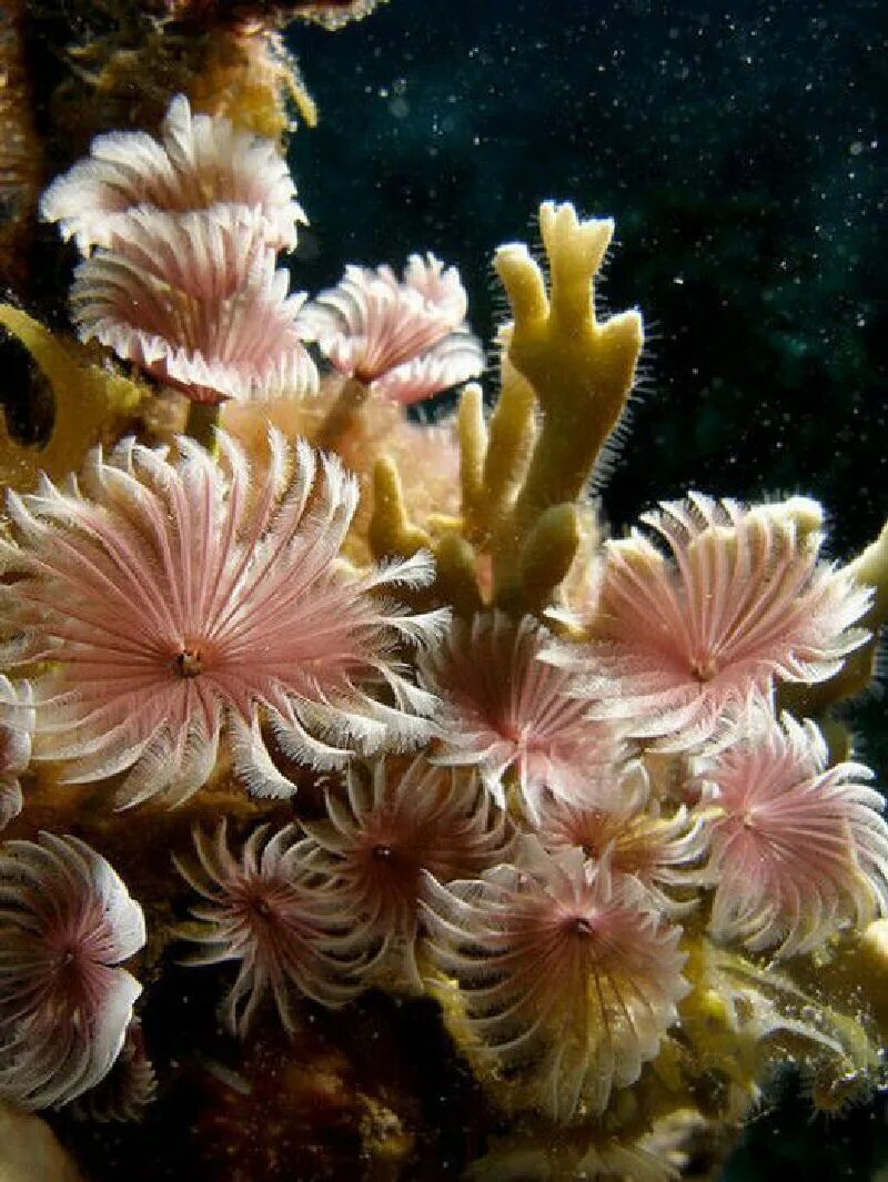 Морские растения список. Морские водоросли актинии. Коралловые полипы рифы. Коралл актиния. Коралловый палитра.