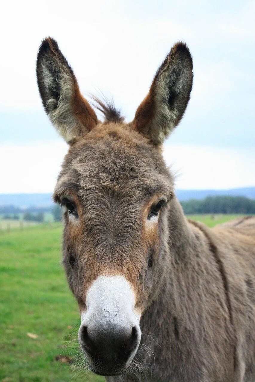 Activists urge Kenya to halt 'horrific' donkey skin sales to China