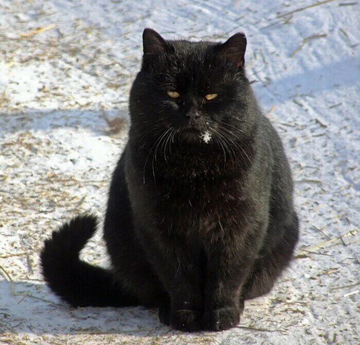 Толстый черный. Кот Бегемот Алла Лебедева. Кот Бегемот порода. Толстый черный кот. Толстая черная кошка.