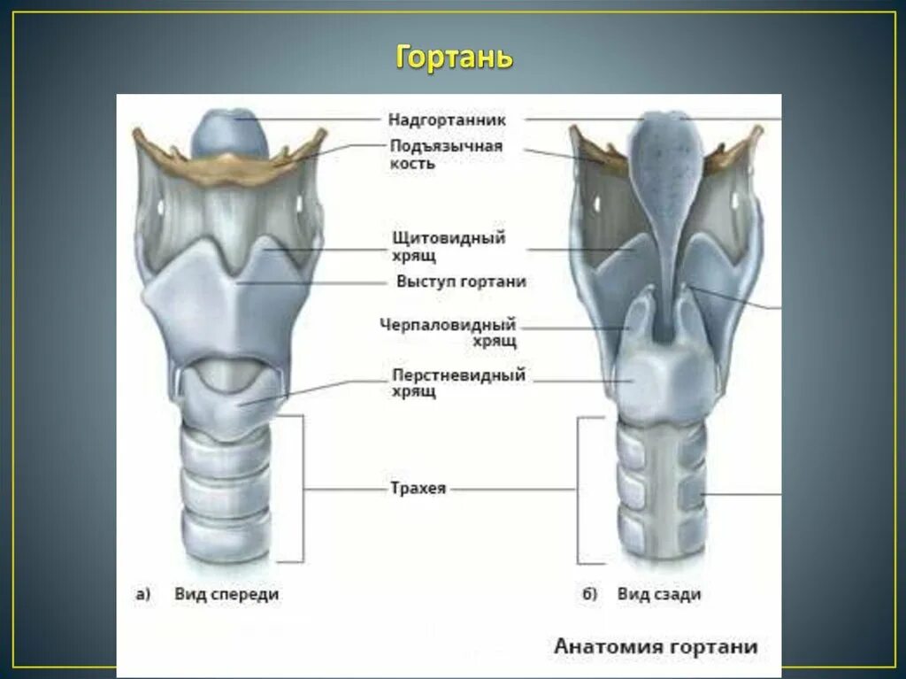 Гортань кошки. Щитовидный хрящ гортани анатомия. Строение щитовидного хряща гортани. Перелом хрящей гортани рентген. Щитовидный хрящ гортани кт.