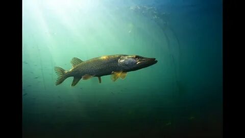Щукой рыбою ходить ему в глубоких морях