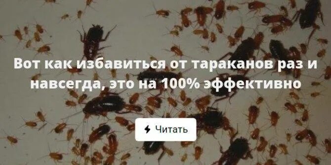Избавиться от тараканов в квартире навсегда. Как избавиться от тараканов в доме раз и навсегда. как избавиться от тараканов в квартире навсегда. как избавиться от тараканов в квартире раз и навсегда. уничтожить тараканов раз и навсегда.