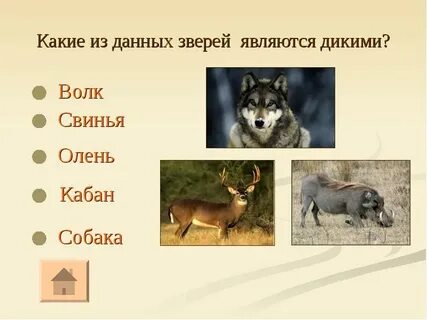Какое животное стало первым