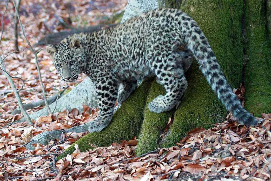 Переднеазиатский леопард (кавказский барс). Переднеазиатский леопард. Переднеазиатский леопард в заповеднике. Краснодарский енот полоскун. Енот-полоскун.