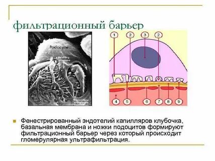 Почечный барьер