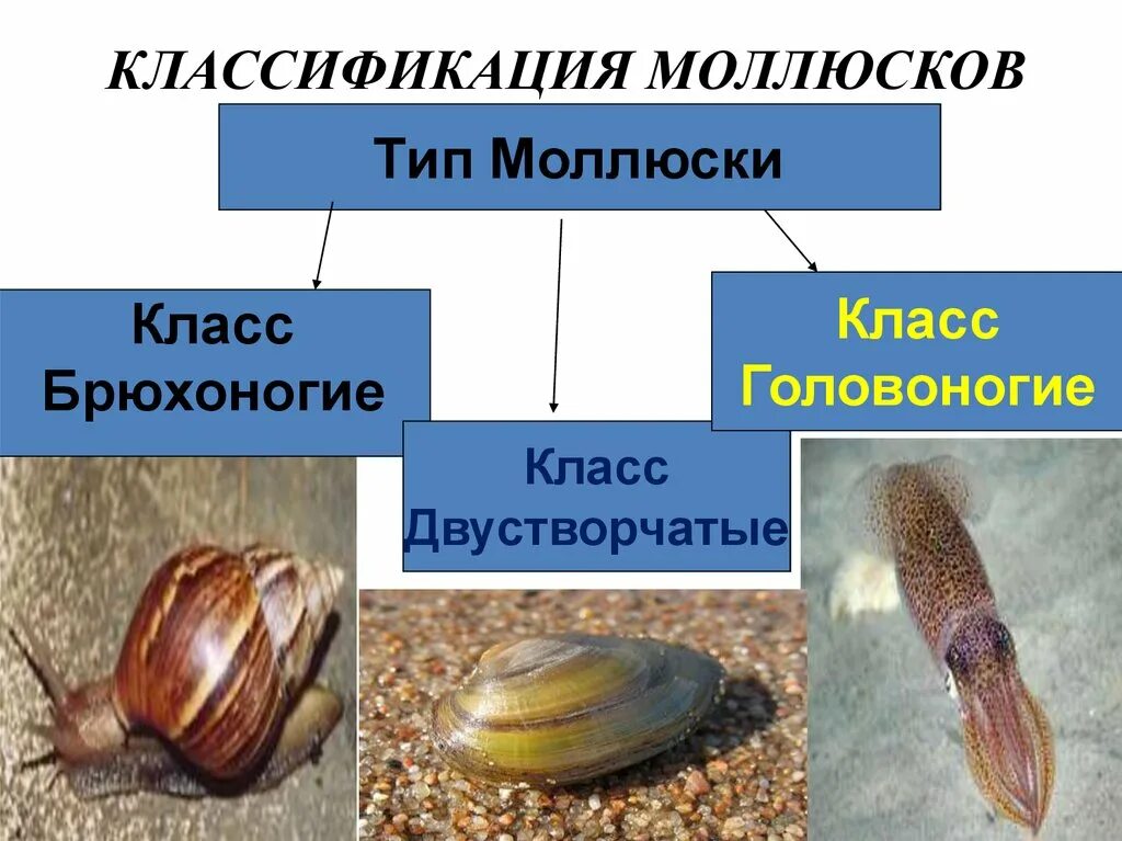 Перечислить классы моллюсков. Тип моллюски класс брюхоногие классификация. Тип моллюски класс брюхоногие систематика. Тип моллюски мягкотелые класс брюхоногие моллюски. Головоногие моллюски систематика.