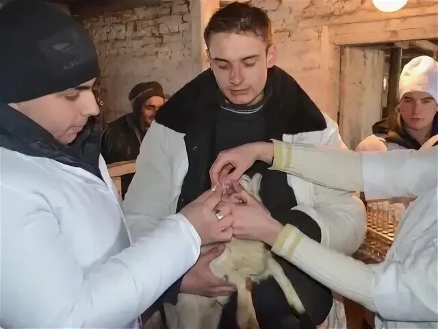 Аграрный ветеринарный колледж. Александровский ветеринарный колледж. Пашковский сельскохозяйственный колледж ветеринария. Вологодский сельскохозяйственный техникум. Аграрный ветеринарный колледж.