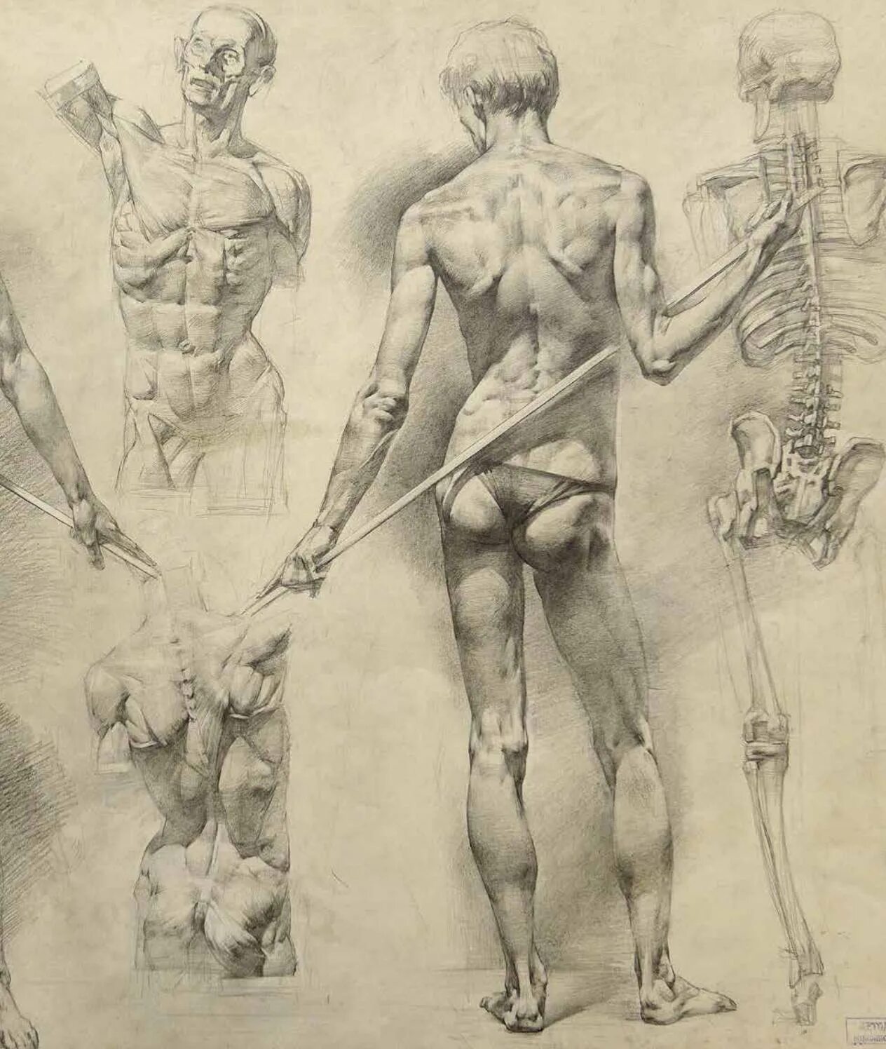 Фигура человека анатомия. Анатомия человека Могилевцев. Могилевцев Экорше. Академический рисунок Могилевцев.