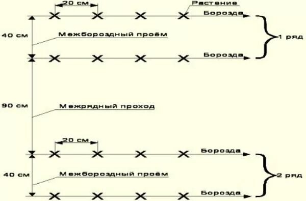 Какое расстояние должно быть между огурцов. Схема высадки рассады огурца в открытый грунт. огурцы в открытом грунте схема посадки. схема посева дыни в открытый грунт. схема посева огурцов в открытый грунт семенами.