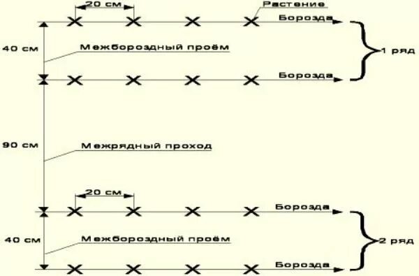 Расстояние между огурцами при посадке. Схема высадки рассады огурца в открытый грунт. Огурцы в открытом грунте схема посадки. Схема посева дыни в открытый грунт. Схема посева огурцов в открытый грунт семенами.