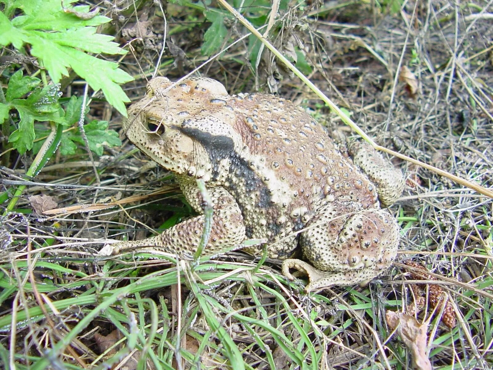 Серая жаба признаки. Серая жаба Bufo Bufo. Дальневосточная жаба. Bufo Gargarizans. Дальневосточная серая жаба.