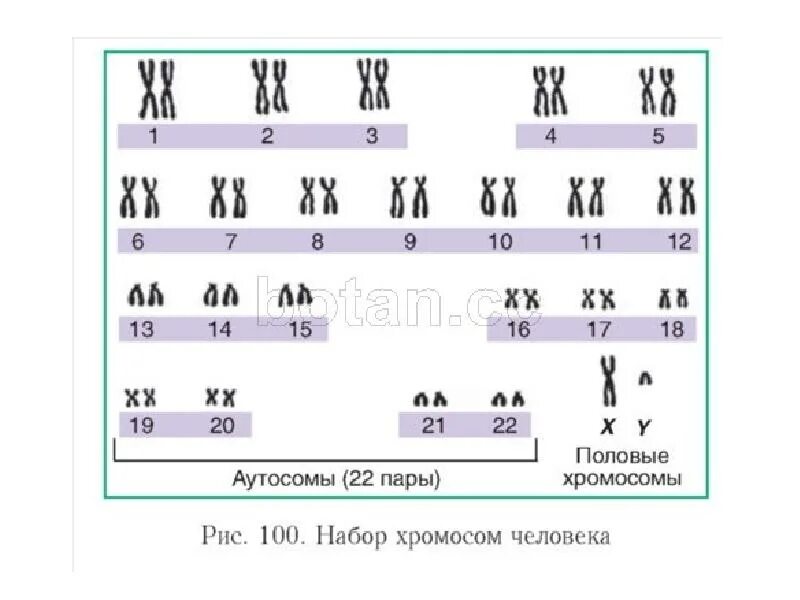 Все хромосомы кроме половых. Кариотип аутосомы. Кариотип человека аутосомы половые хромосомы. Кариотип человека 22 аутосомы. Половых хромосом у человека.