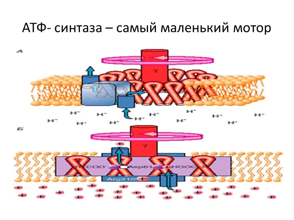 Фермент атф синтаза. АТФ синтаза. АТФ синтаза схема. Схема работы АТФ-синтазы. АТФ синтаза строение биохимия.