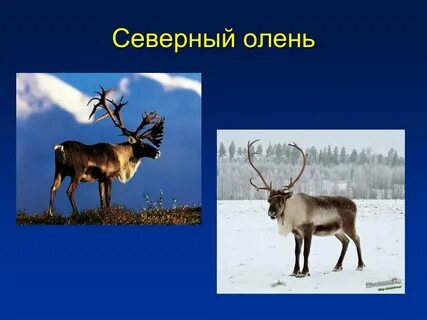 Презентация северная