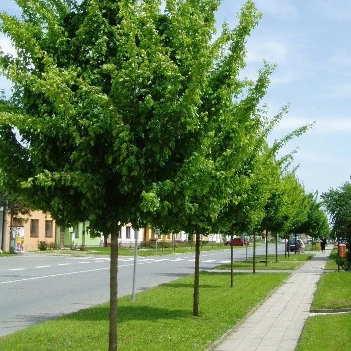 Вид городских деревьев. Клен полевой Acer Campestre. Клен полевой (сорт 'Elsrijk'). Клен полевой Нанум. Клен полевой Рози.