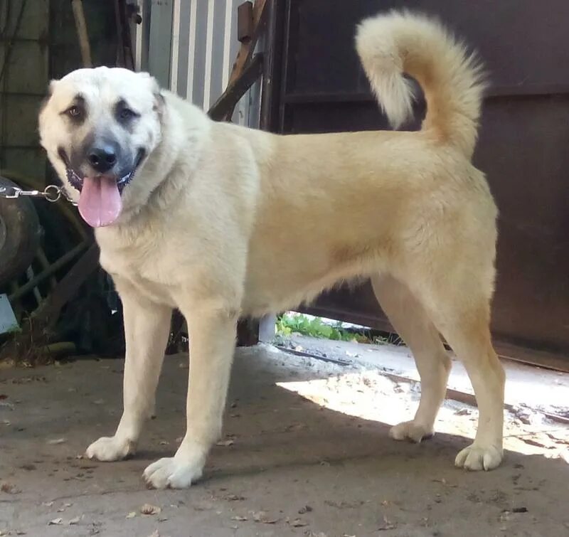 авито кавказский волкодав. место для вязки кавказского волкодав?. кавказский волкодав джарджи.