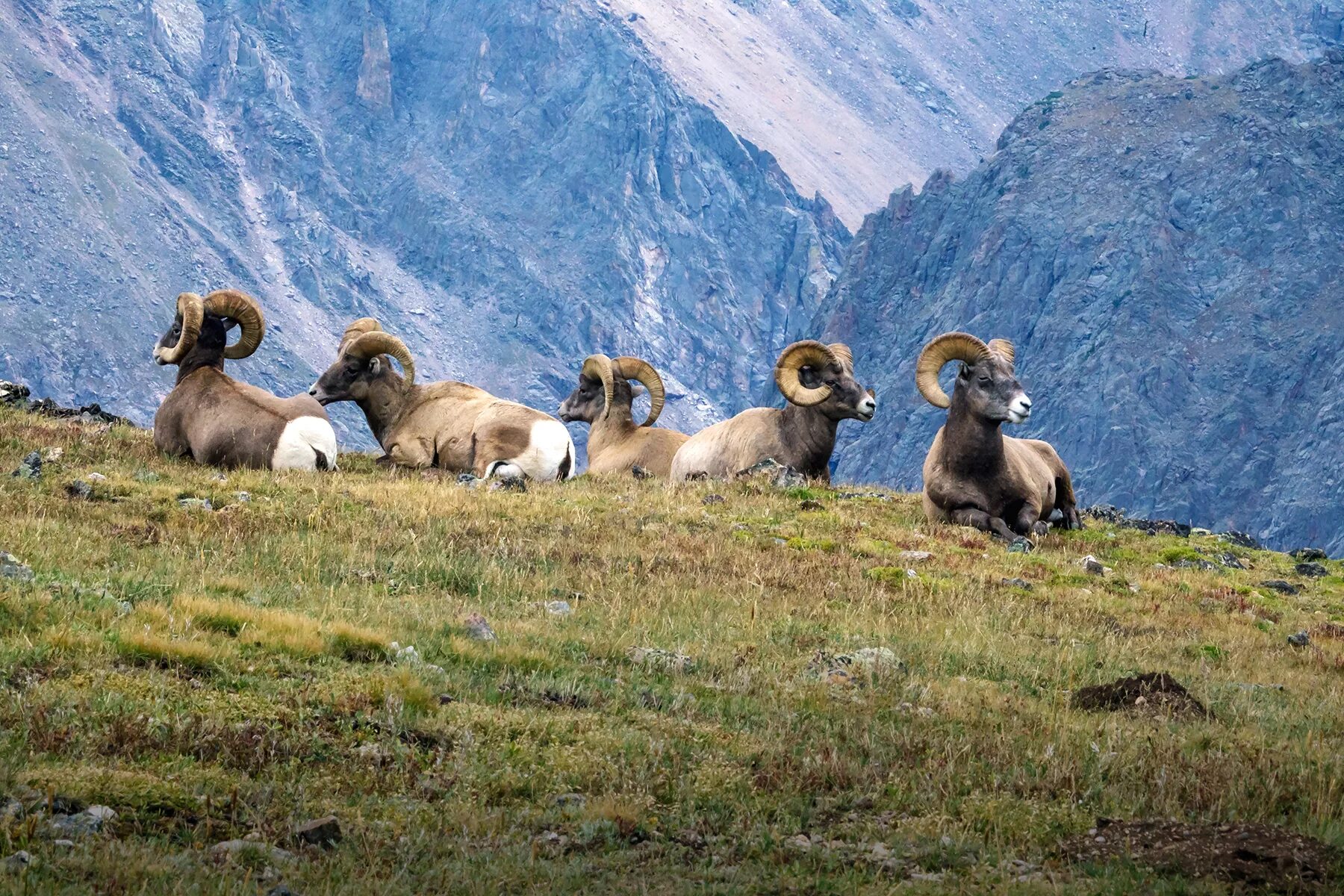 Национальный парк Приэльбрусье животные. Rocky Mountain National Park животные. Национальный парк Денали животные. Национальный парк Сагарматха фауна.