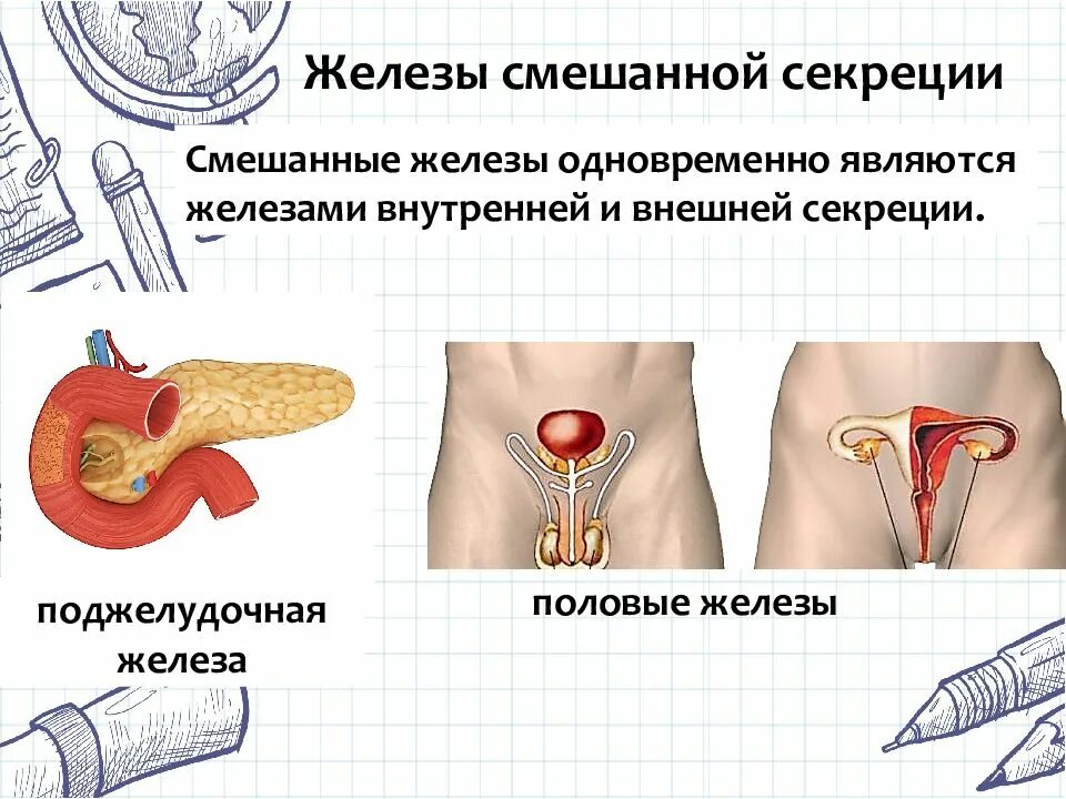 Половые железы. Половые железы смешанная секреция. Половые железы внутренней секреции. Половые железы железы внешней секреции.