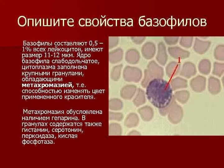 Базофилы 16. Базофилы 16