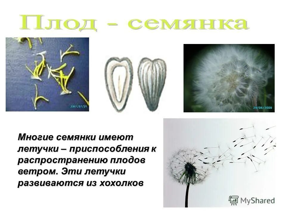 семянка односемянный плод. семейство сложноцветные строение плода. семейство сложноцветные плод. семянка образуется у. околоплодник семянки.