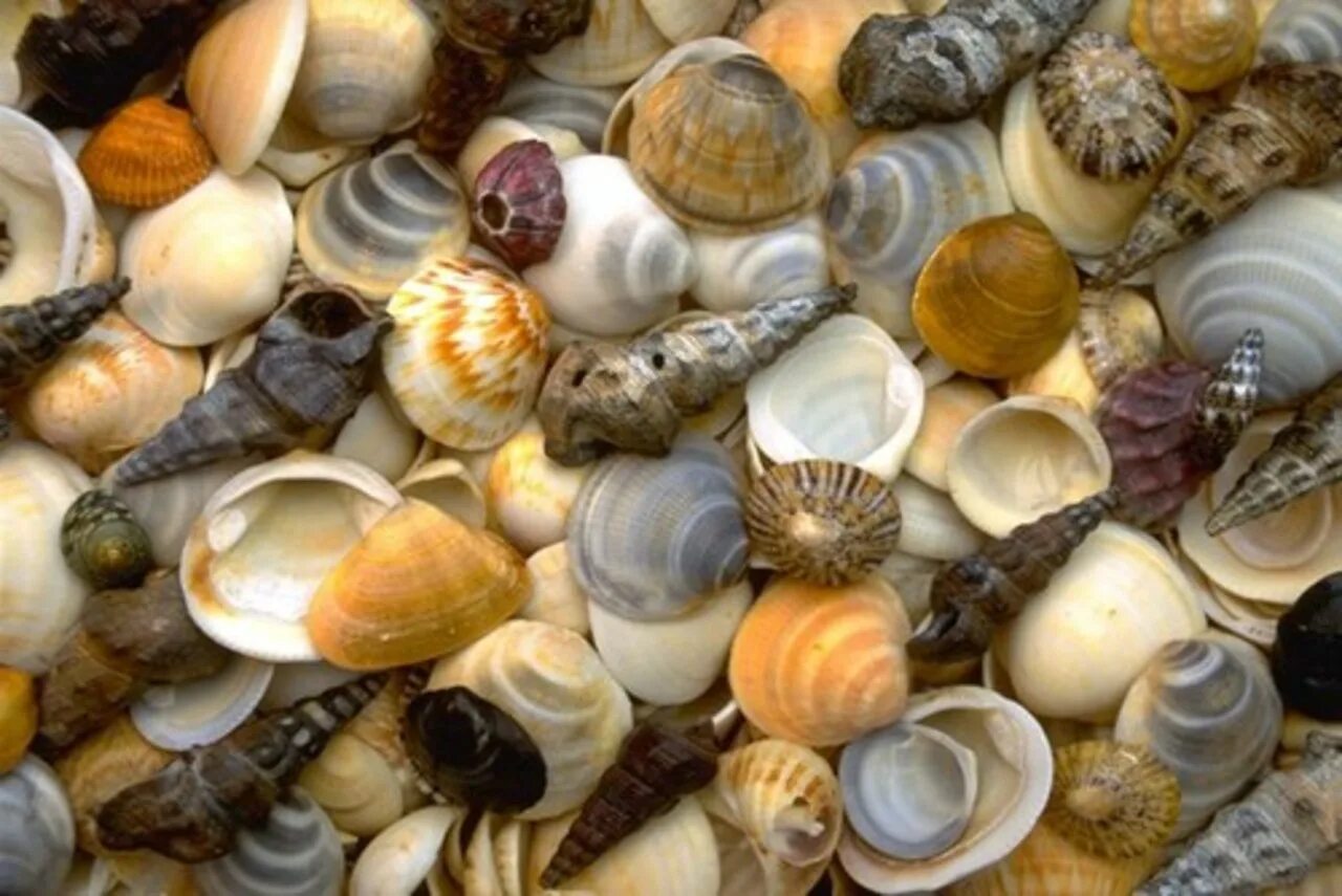 Природный материал ракушки. Камни и ракушки. Морские камни и ракушки. Коллекция ракушек. Минеральные природные материалы
