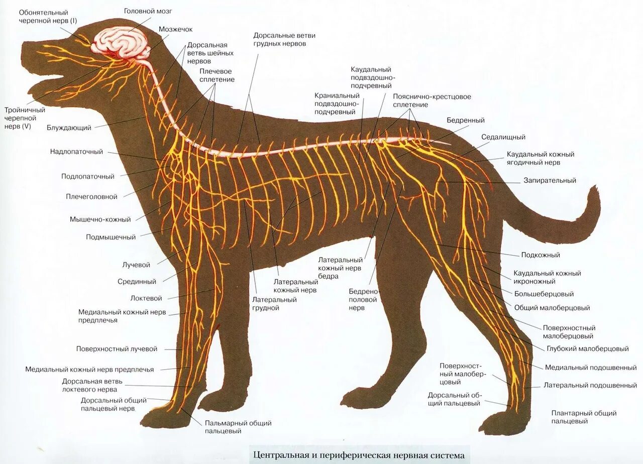 Нервная система собак схема строения. Центральная нервная система собаки. Анатомия нервов собаки. Нервная система собаки анатомия. Каудальное направление