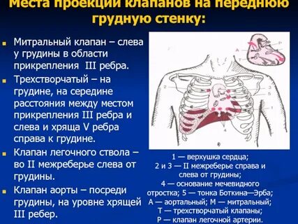 Что находится в грудине