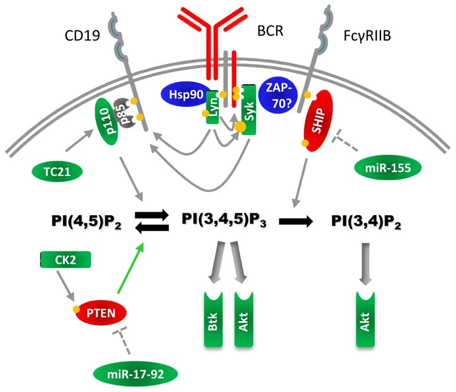 Phosphoinositide 3-kinase. BCR иммунология. BCR Pathway. Ген BCR. 3.3 k