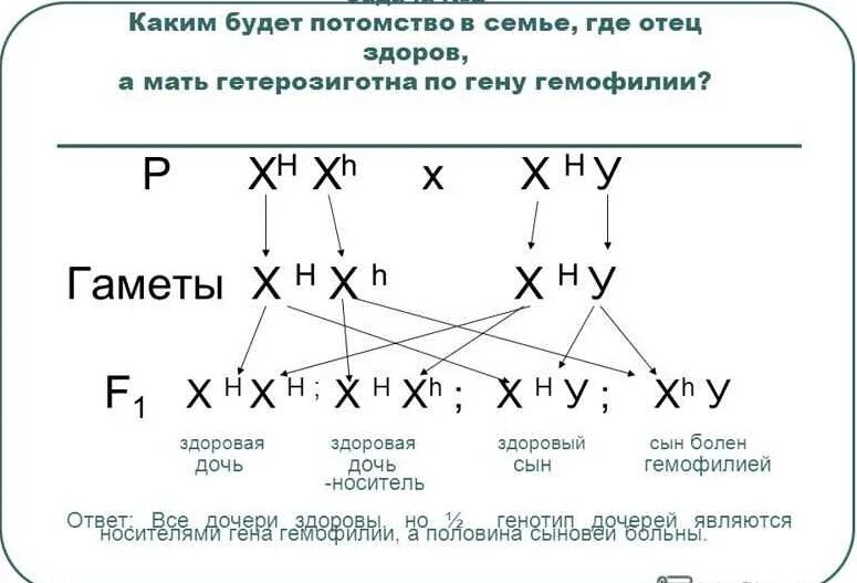 Мать носитель и гемофилия